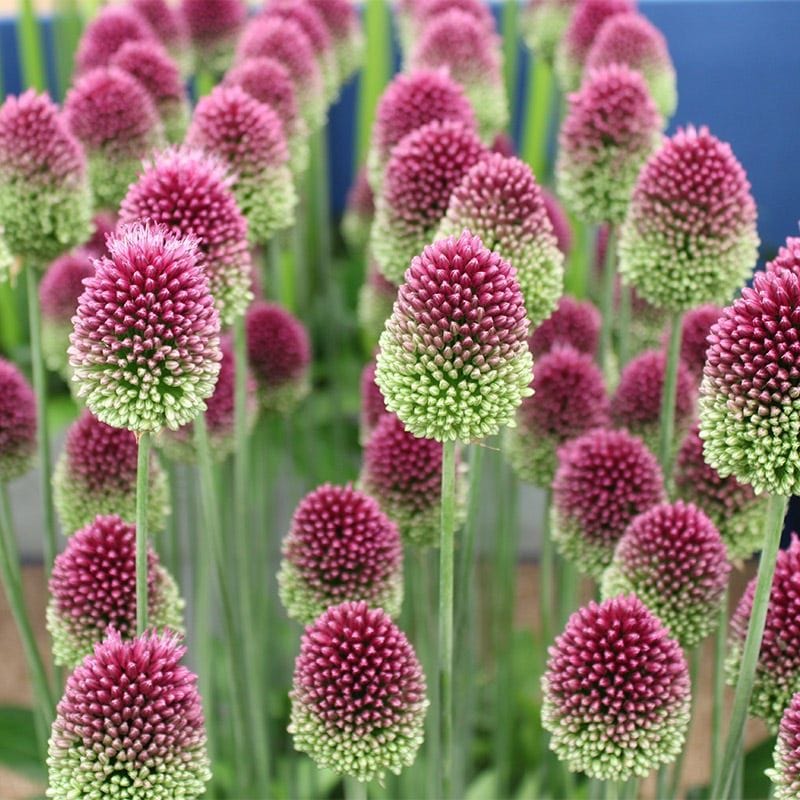 Drumstick Allium (Allium sphaerocephalon)