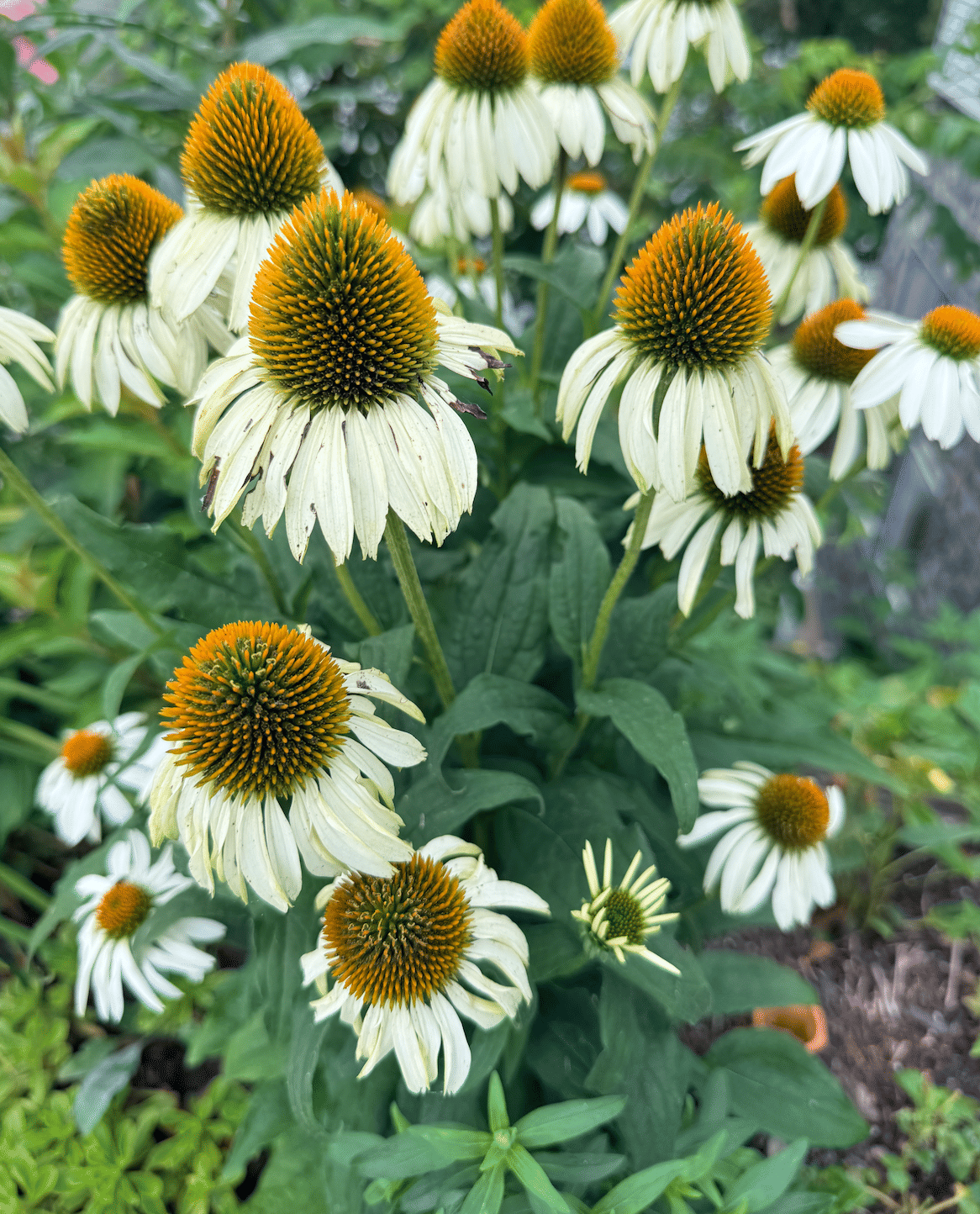 Flowers