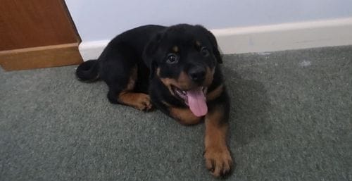 Rottweiler