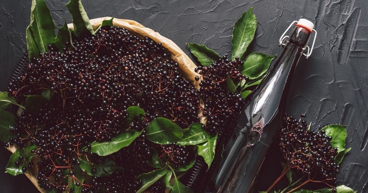 harvesting elderberries in late July