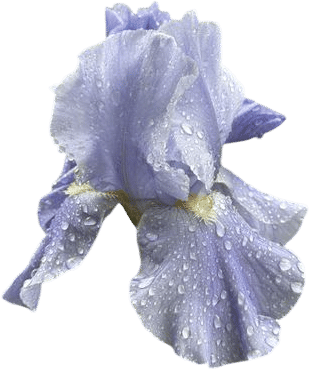 Rain-soaked Flowers
