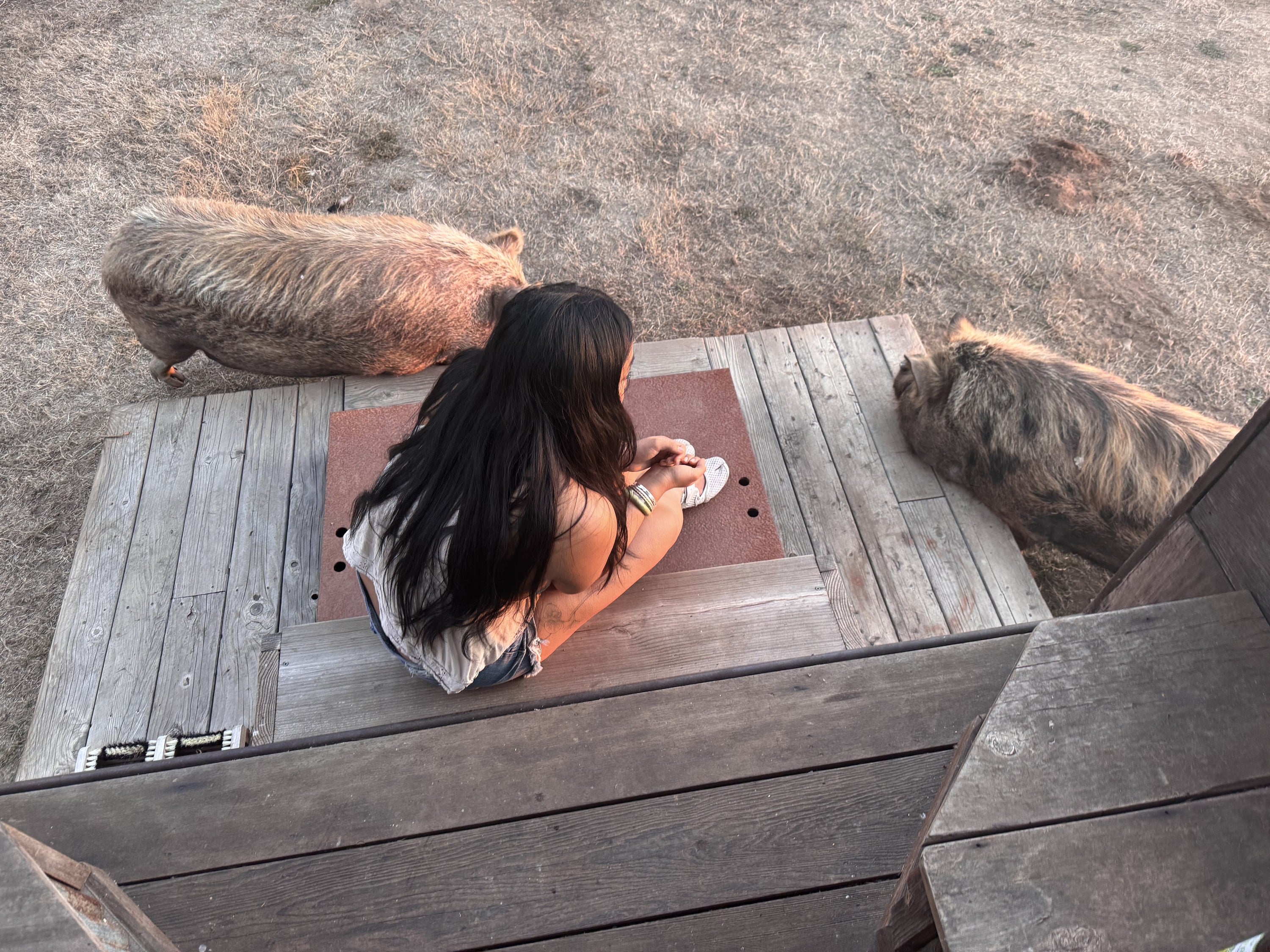 befriend pigs