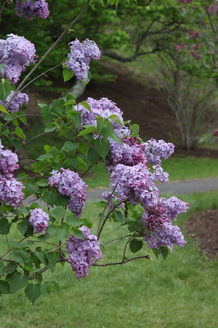 keeping garden clippers with you during lilac season
