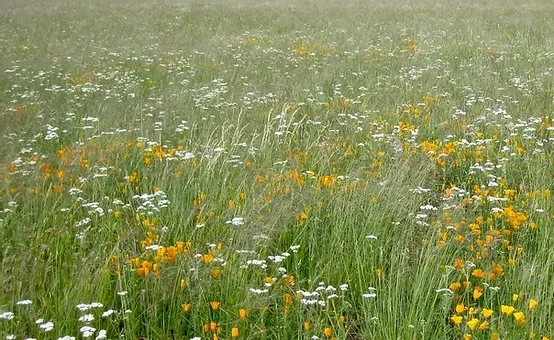 Walqaqsh California Native Seeds