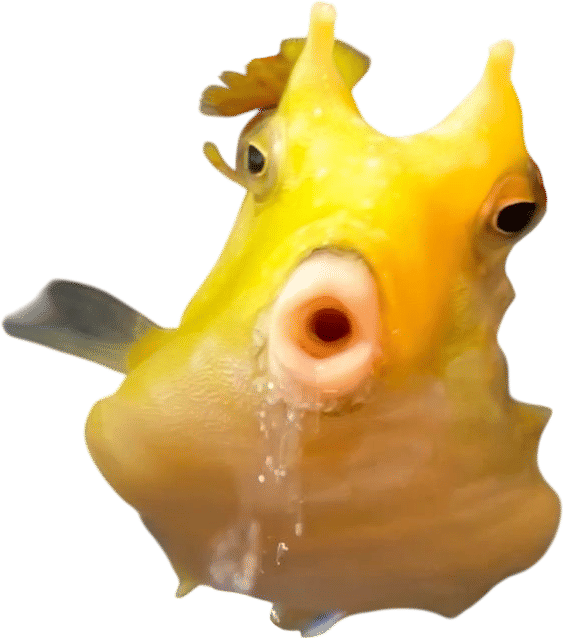 Coleslaw the Cowfish