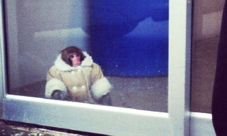 Ikea Monkey