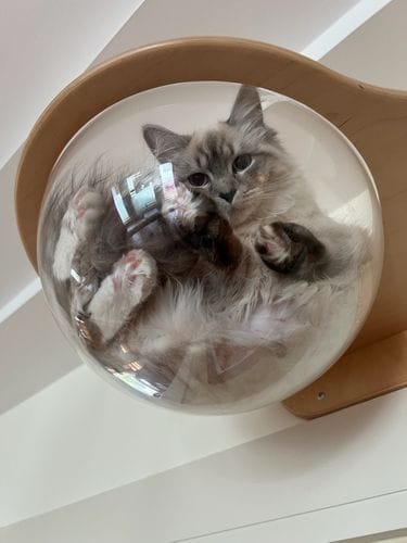 cat bowls