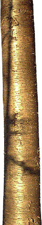 Yellow Birch