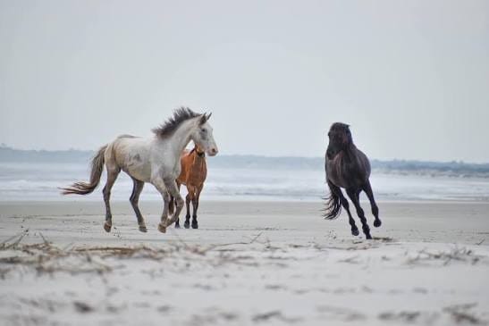 Cumberland Island, GA