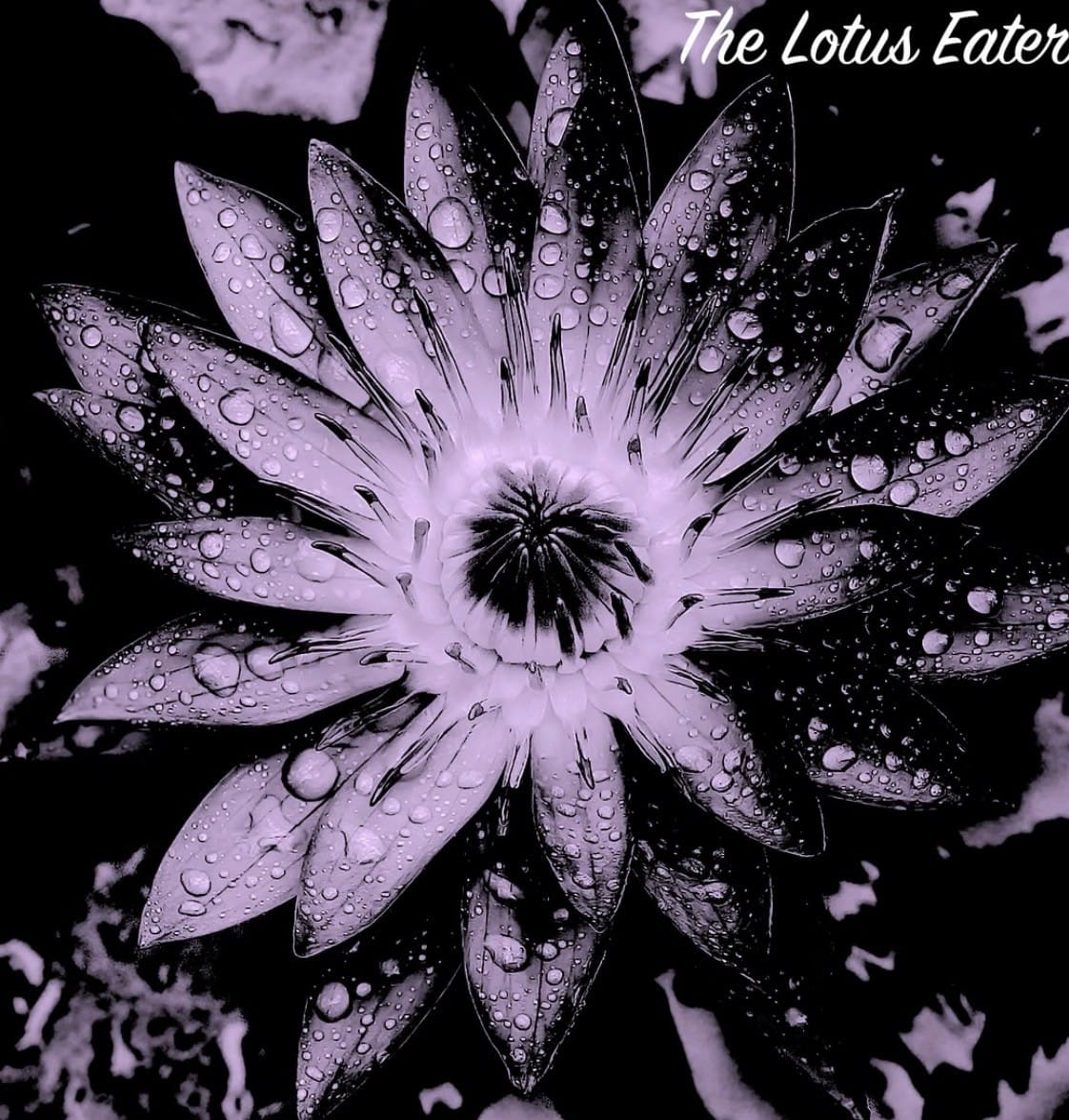 The Lotus Eaters Podcast