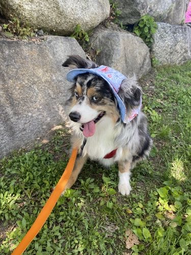 My Dog Wearing Her Hat
