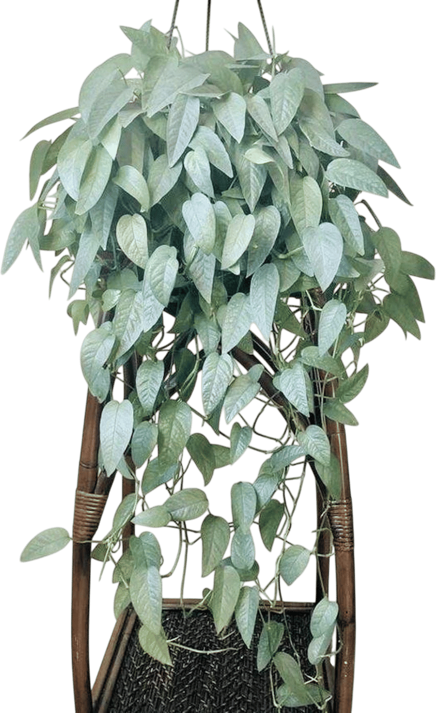 Cebu Blue Pothos