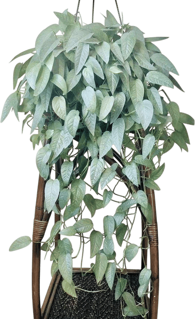 Cebu Blue Pothos