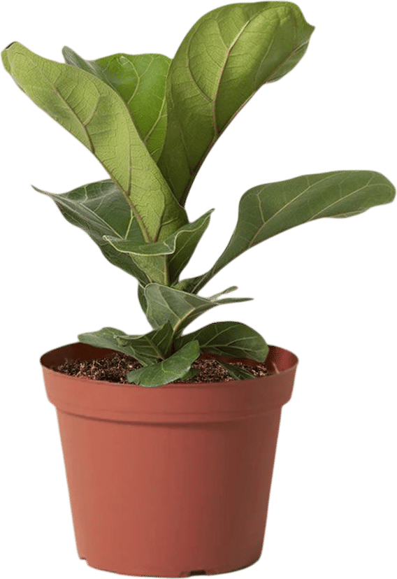 The rise and fall of a status plant