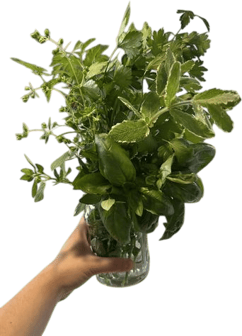 herb bouquet