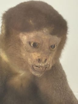 ROTTING ON THE VINE EMPORIUM