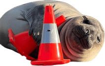 Neil the Seal