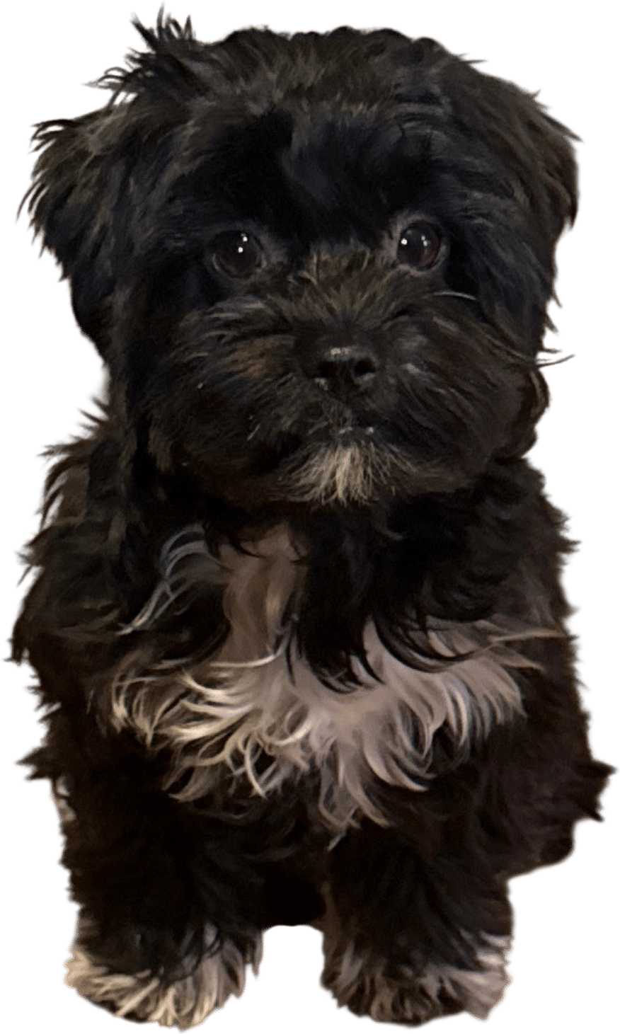 Shihpoo