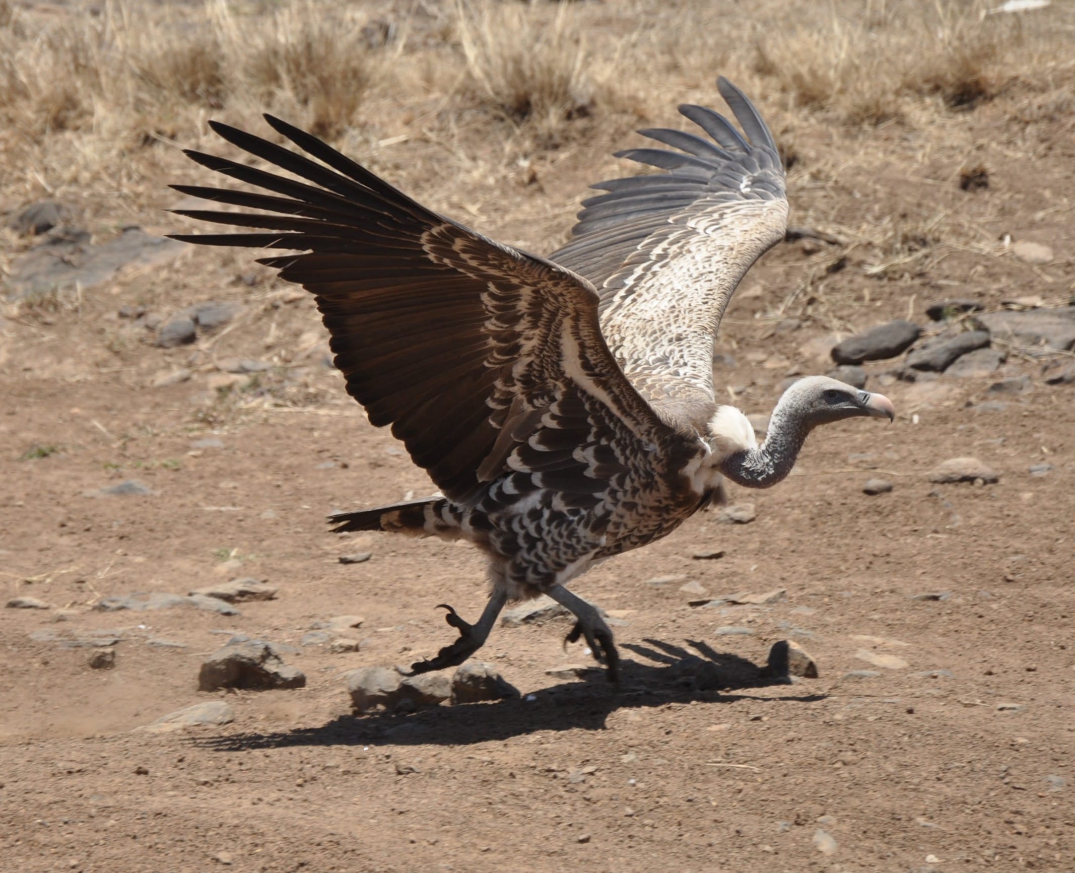 Vultures.