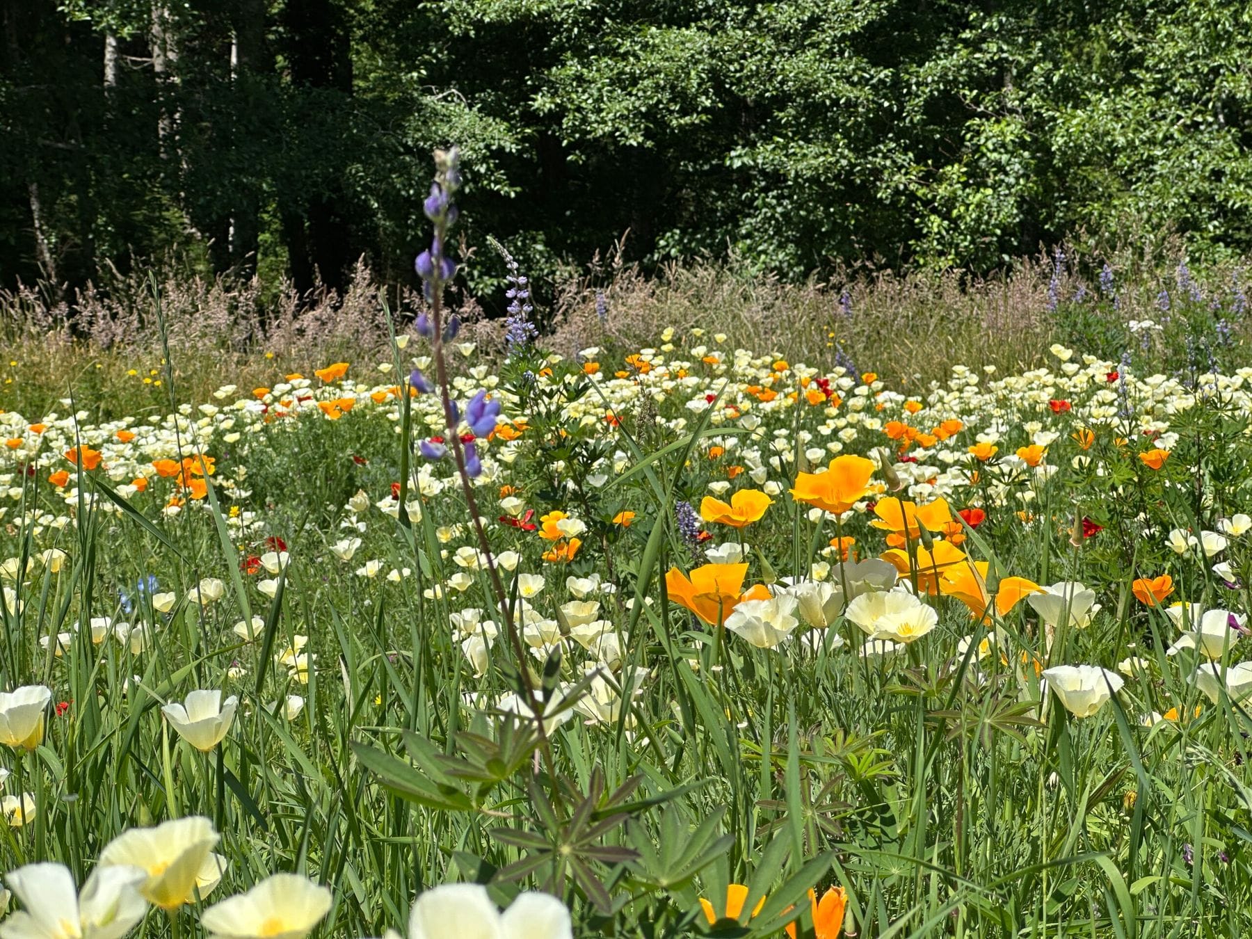 Bloedel Reserve