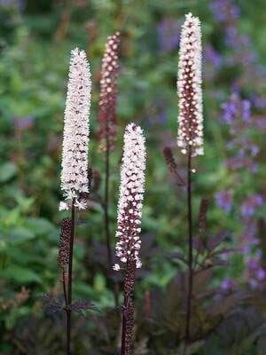 Bugbane (Cimicifuga / Actaea)