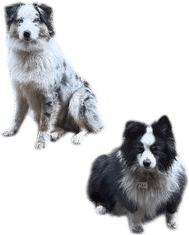 Australian Shepherds!