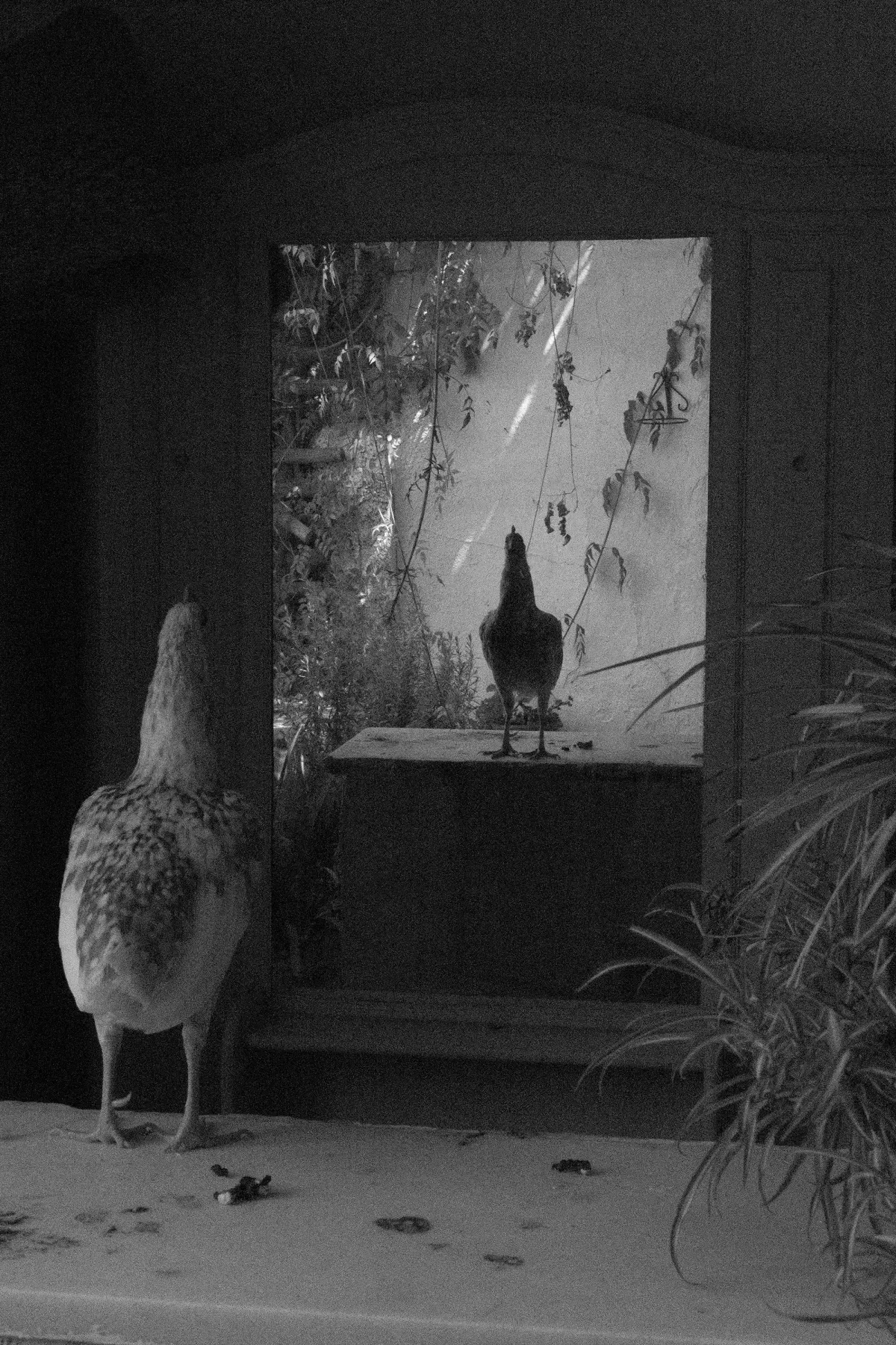 Residual Noise - 16th of August 2025, William Joe Josephs Radford