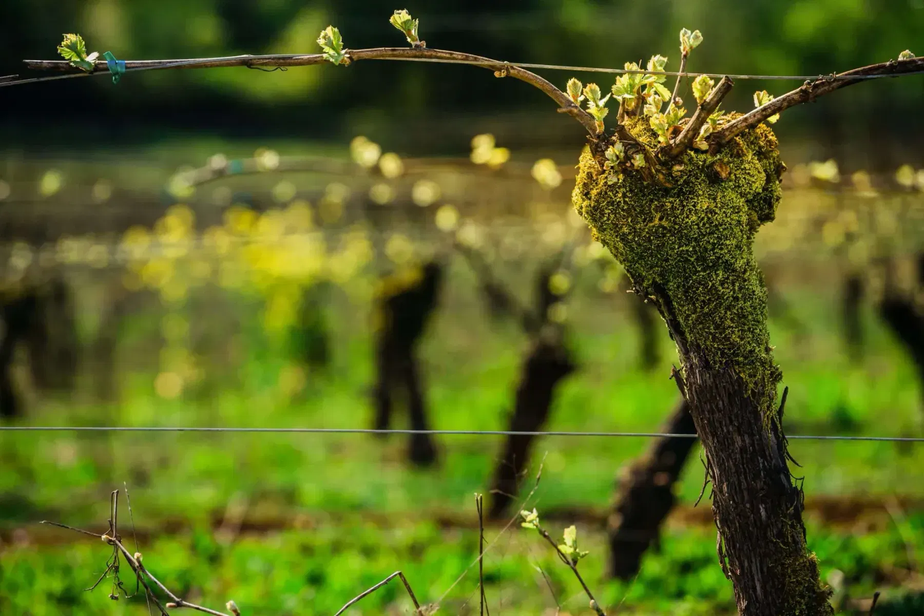 Lange Estate Winery