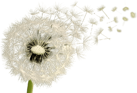 Dandelion Wishes