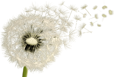 Dandelion Wishes