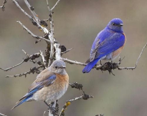 Western Bluebird