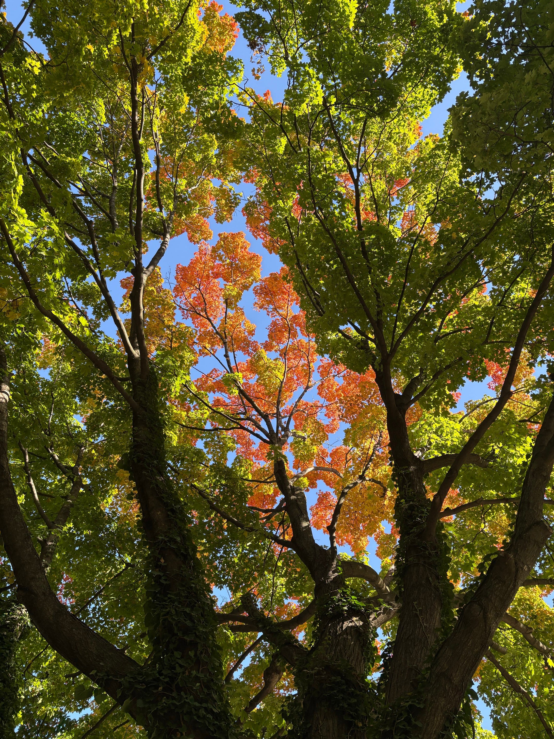 Sugar Maples in October