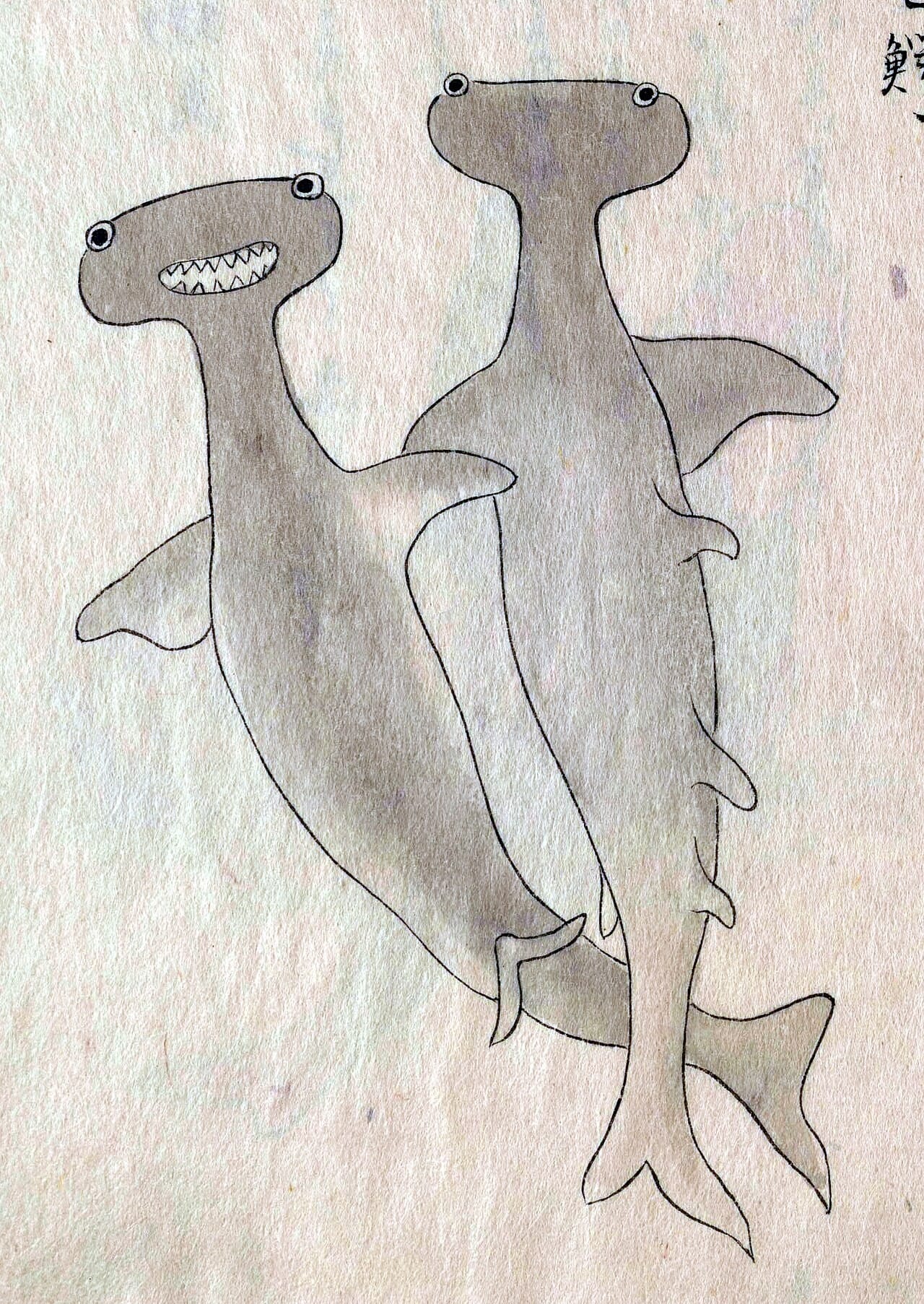 hammerhead sharks