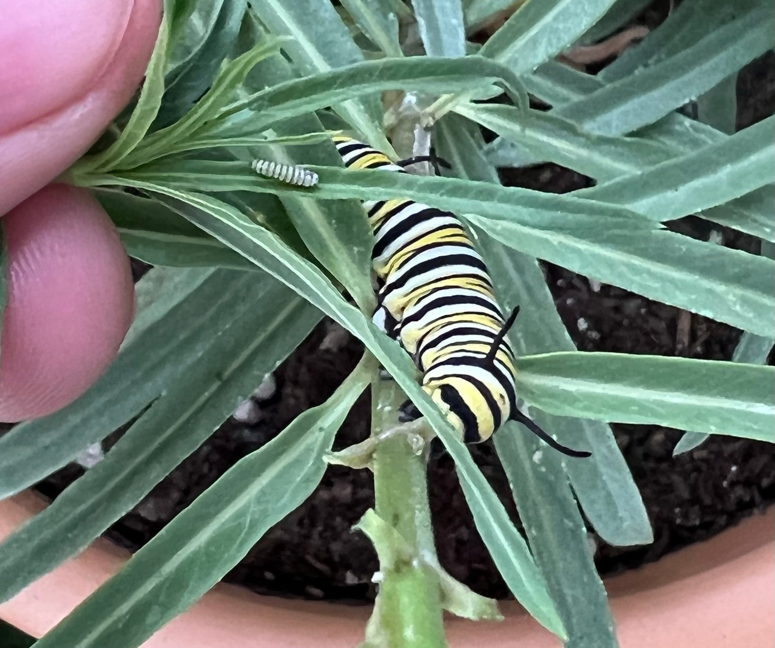 Growing milkweed