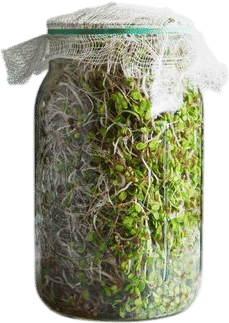 Growing your own sprouts