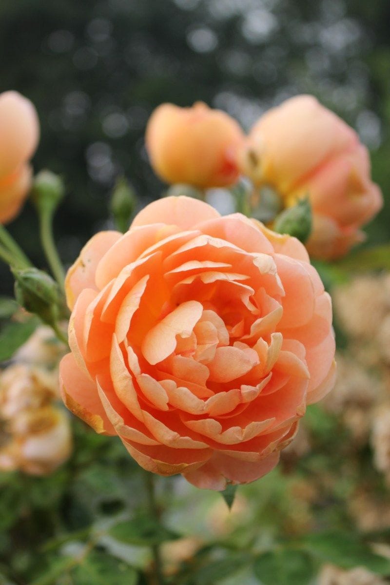 Lady of Shalott rose