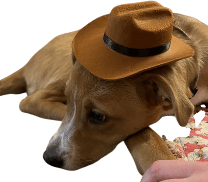 buying a teeny tiny cowboy hat for the dog in your life