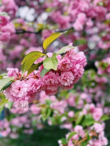 Cherry Blossoms in Central Park