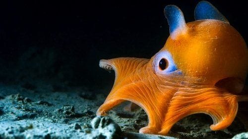 Attenborough at 100: A Nature Documentary Archive