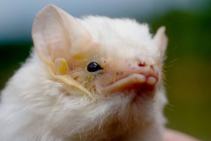 What is it like to be a Bat? Thomas Nagel