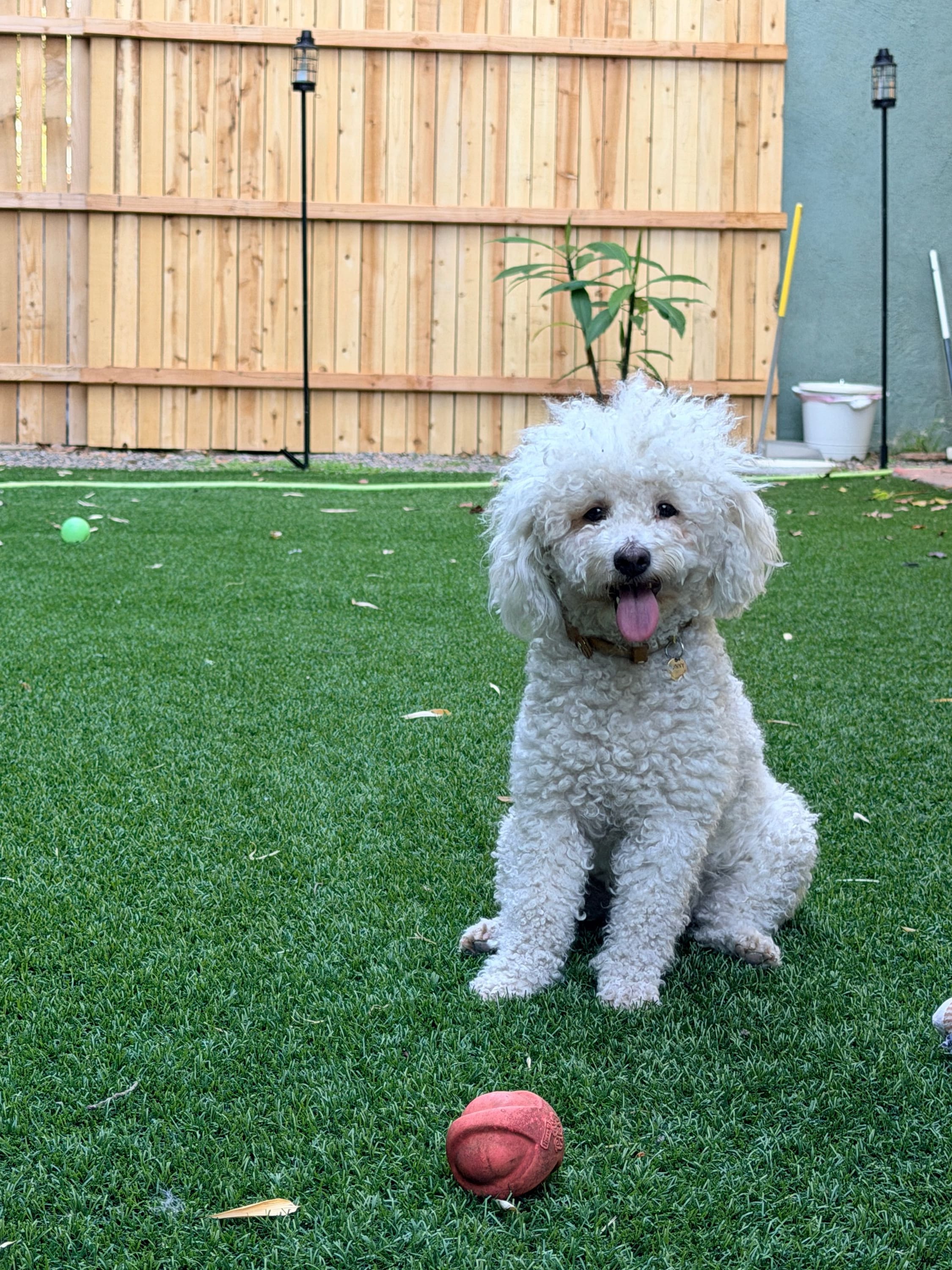 my mini poodle, bunny