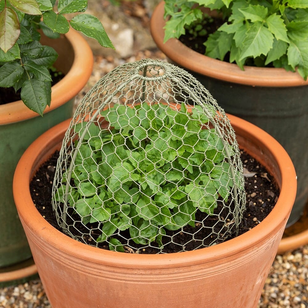 Garden Cloches