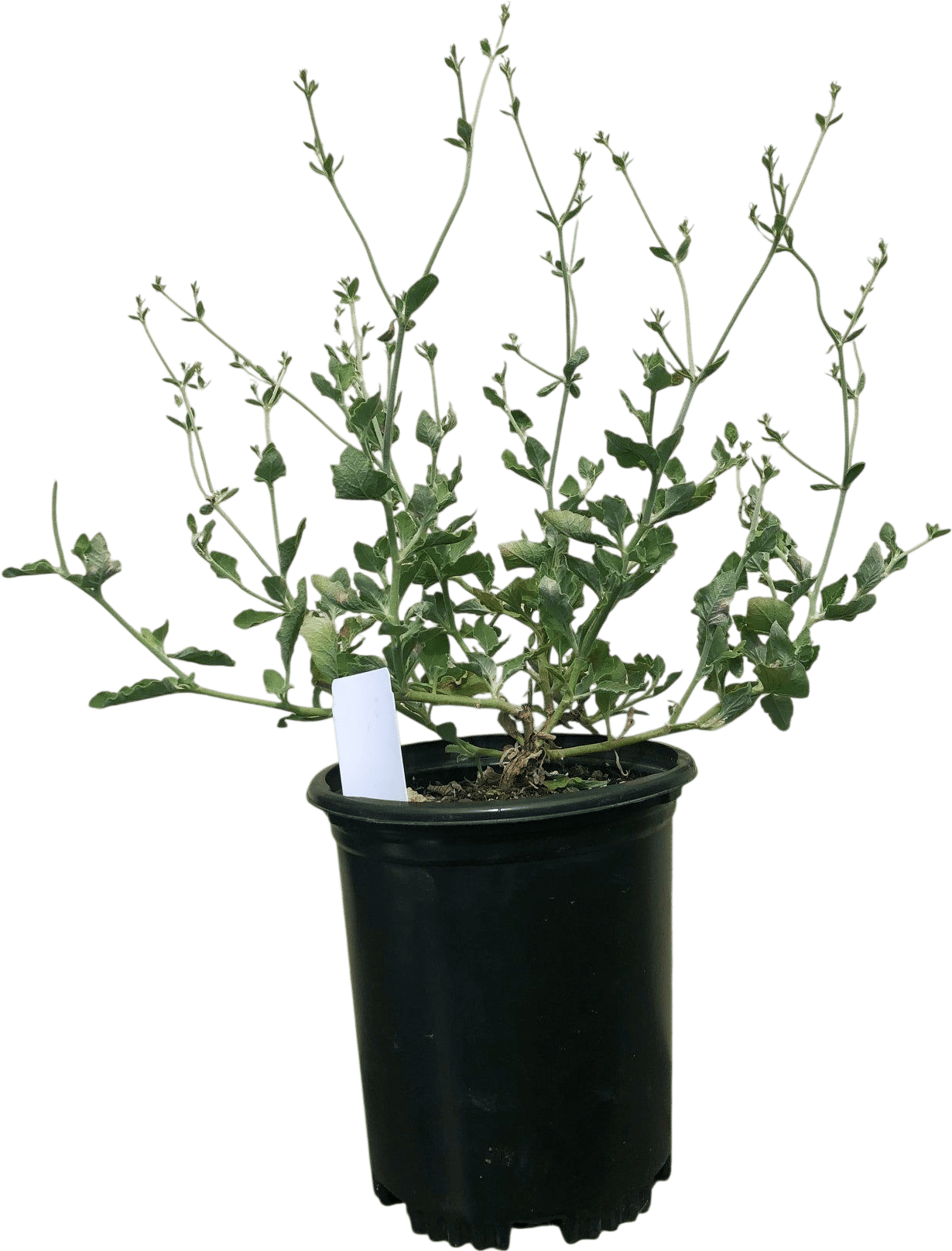 Eriogonum cinereum