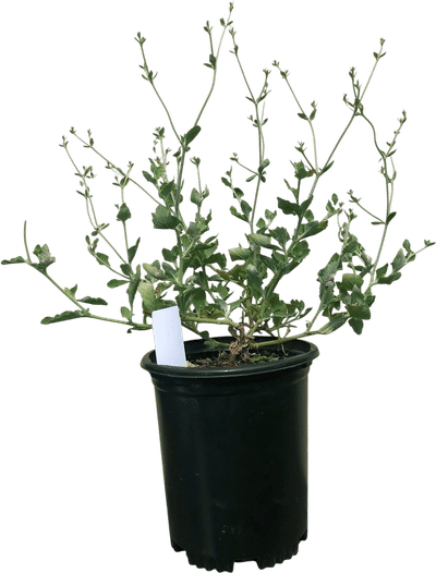 Eriogonum cinereum