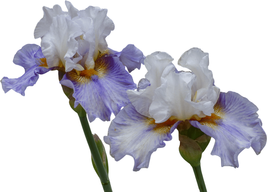 Schreiner's Iris Gardens (since 1925)