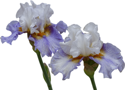 Schreiner's Iris Gardens