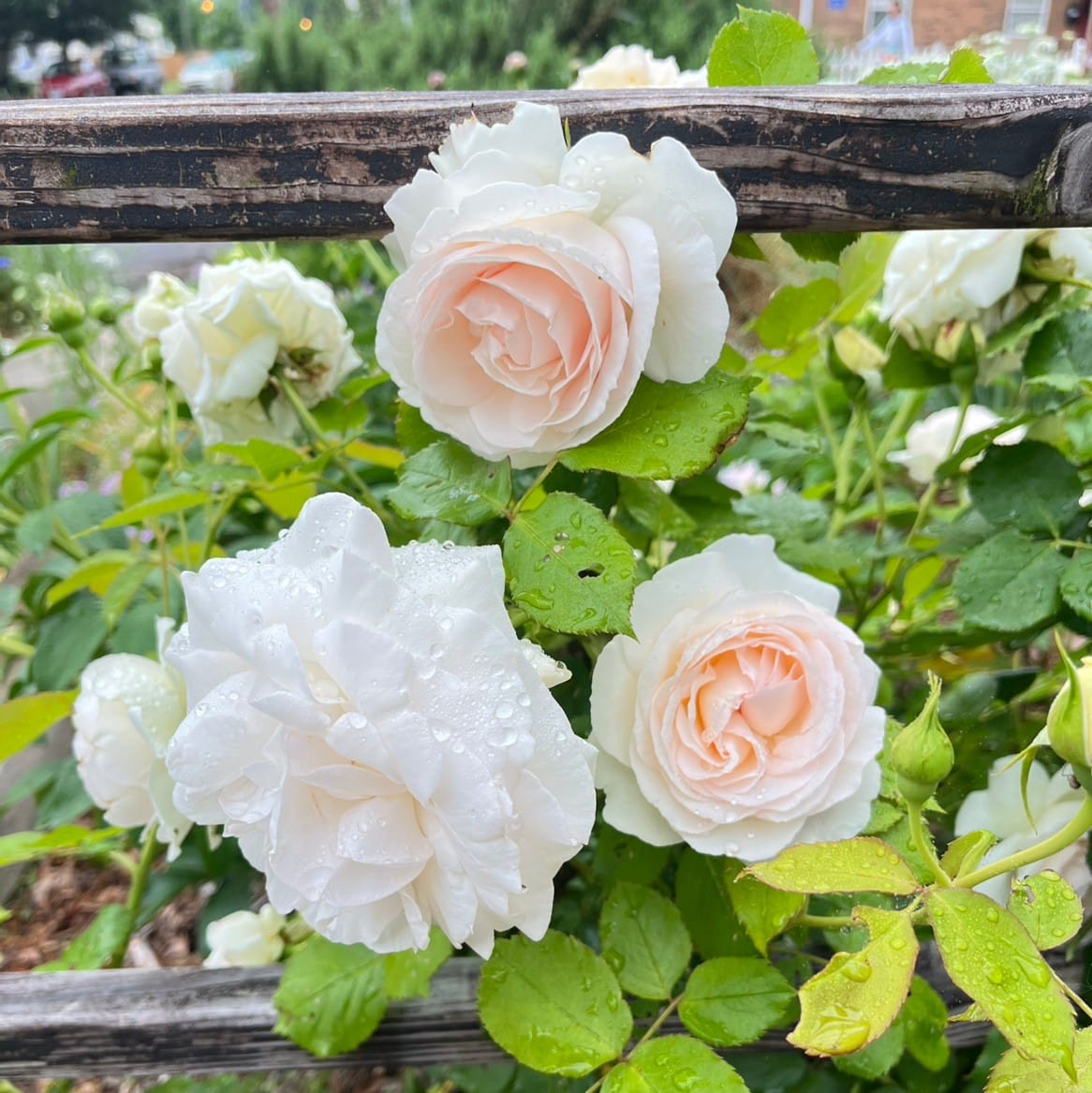 My garden