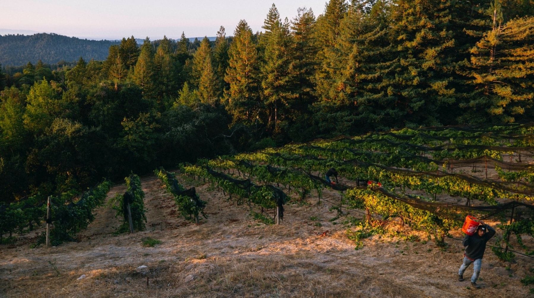 Madson wine