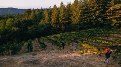 Madson Wines