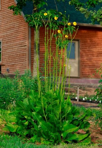 Prairie Dock (Silphium terebinthinaceum) Seeds